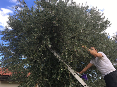 Oliven ernten und pressen