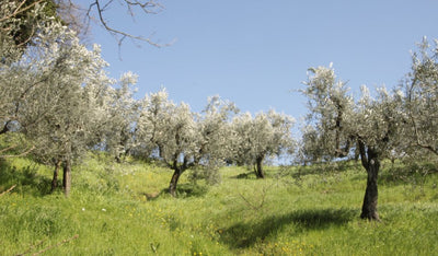 Der Anbau von Olivenbäumen