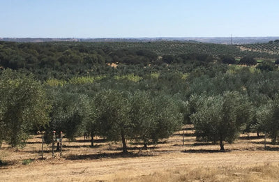 Olivenöl aus dem Alentejo