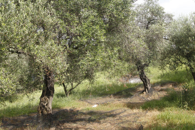 Olivenöl aus Korfu