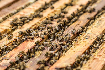 Was ist der Unterschied zwischen Bio-Honig und normalem Honig?
