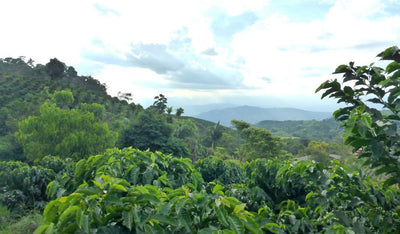 Reisebericht: Besuch einer Kaffeeplantage