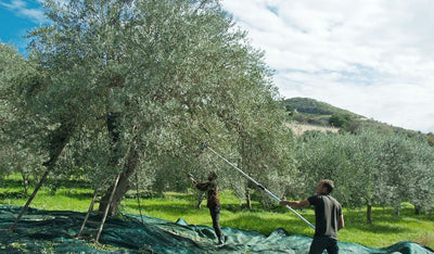 Ein Gespräch über die Olivenernte